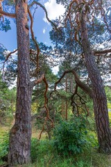 The city of Porvoo.Finland. Old town. Travel europe. Scandinavia.Park fores.