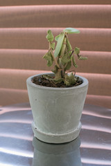 Small dying succulent in grey pot