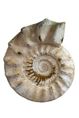 Closeup of an ammonite prehistoric fossil - detail
