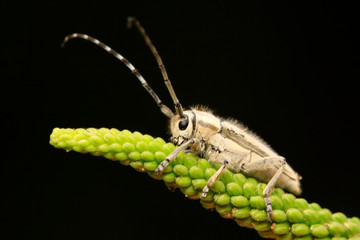 longicorn
