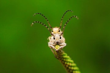 longicorn