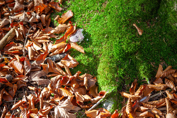 Dry leaves are lying on the ground in the forest. A mushroom is growing on the green moss...