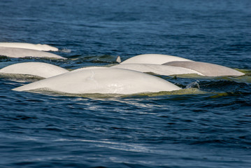 Fototapeta premium beluga whales in the churchill river estuary