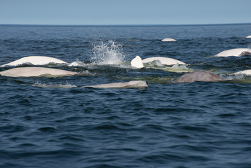 beluga whales in the churchill river estuary
