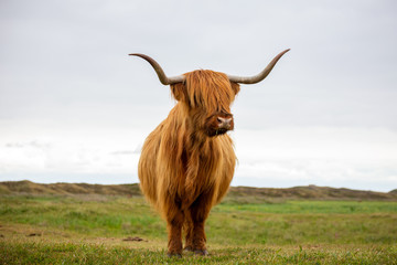 Bull of a scottish highlander with long horns from the front portrait face long hair