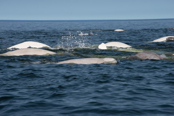 beluga whales in the churchill river estuary