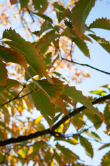 Yellowing browning Fall leaves