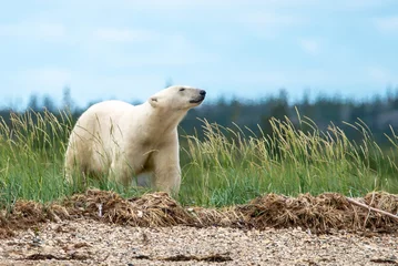 Raamstickers ijsbeer ruikt de lucht in Churchill Manitoba © Wandering Bear