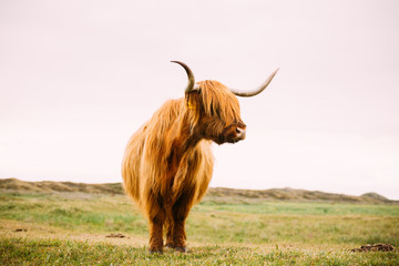 Rural landscape of Texel in the Netherlands