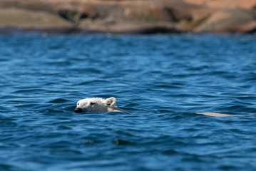 Fototapeta premium swimming polar bear in northern canada churchill