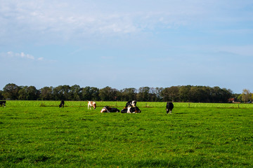 Dutch rural landscape in Limburg with grazing cows