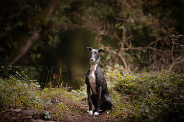 Obraz premium Golgo Español posando en un bosque otoñal