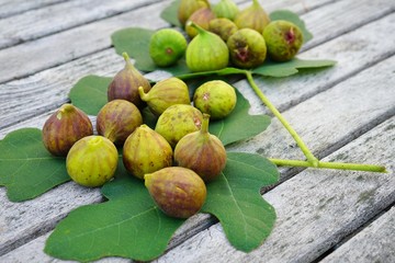 Freshly picked green and purple figs on a fig leaf