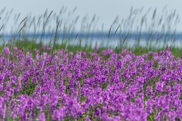fireweed wildflower meadow in northern canada