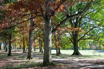 Autumn trees in a park