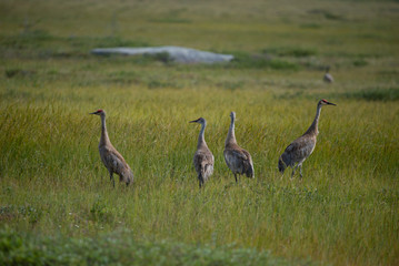 sandhill cranes in northern canada