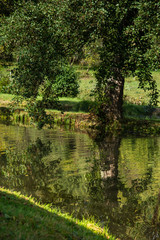 Beautiful trees, lake reflection, tranquil nature. relaxing scenery. Artistic nature background, trees and lake view in Germany,2019