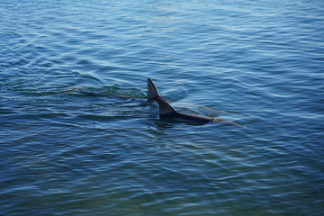 Fototapeta premium A wild dolphin in the water in Shark Bay, Australia