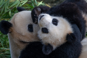 playful mom and cub panda