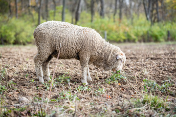 Obraz premium Sheep