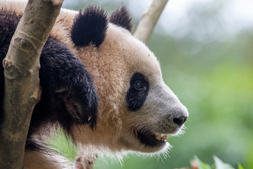 giant panda in the trees
