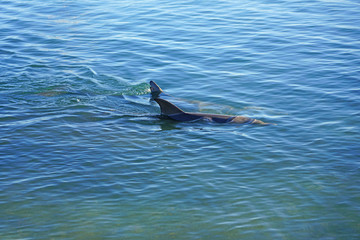 Fototapeta premium A wild dolphin in the water in Shark Bay, Australia