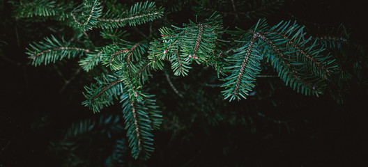 Fir tree brunch. Christmas Background with beautiful fluffy green pine tree brunch close up. Copy...