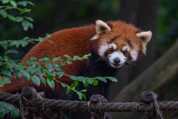 Red panda watching you