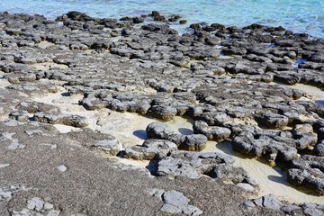 View of microbial mats stromatolites at the Hamelin Pool in Shark Bay, World Heritage area, Western Australia