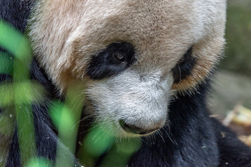 giant panda eye