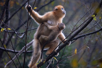 golden snub nosed monkeys in the trees