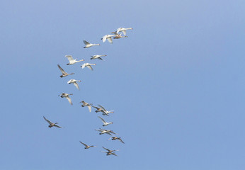 Flock of swans in the sky flying south