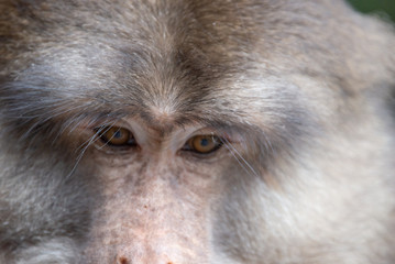 tibetan macaque eyes