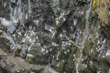 Seagulls nesting on cliffs of Mykines, Faroe Islands.