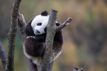 baby panda in a tree