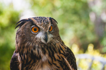 closeup portrait of eagle owl with glance of ice