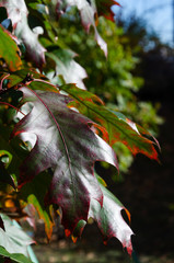 Autumnal colorful american oak leaves on a sunny October day. Close-up. Selective focus