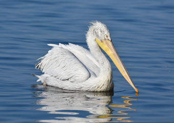 White pelican swimming on blue sea, isolated, closeup.
