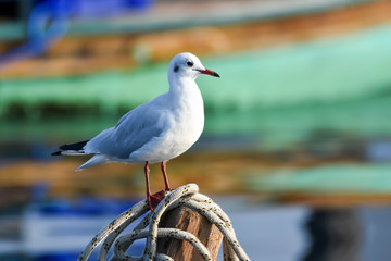 Seagull standing on a rope in front of colorful boat. 