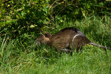 Nutria (Myocastor coypus) living wild on the riverbank. Germany