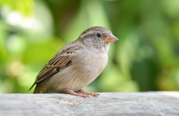 Sparrow standing on a wood, isolated, closeup.