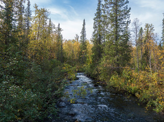 Fototapeta na wymiar River stream in Sarek national park in Sweden Lapland with birch and spruce tree forest. Early autumn colors, blue sky white clouds.