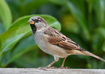Sparrow standing on a wood, isolated, closeup.