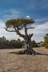 Juniper tree on the rock in Crimea. Evening landscape with scenic views of tree and the rocky cape...