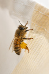 a worker bee is taking pollen and storing them in its bags