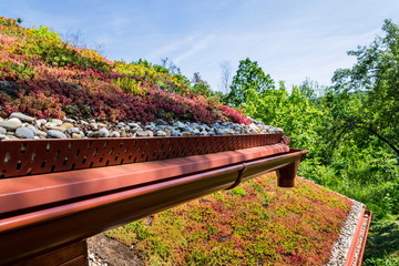 Extensive green ecological living sod roof covered with vegetation mostly sedum sexangulare, also...