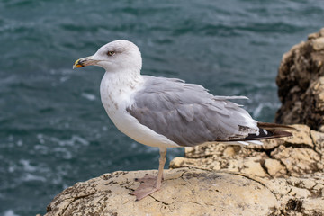 sea gull on the shore against the background of the sea. close-up