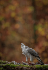 A northern goshawk watching the falling rain