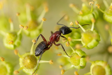 black ant close-up portrait.