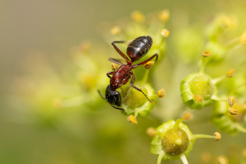 black ant close-up portrait.